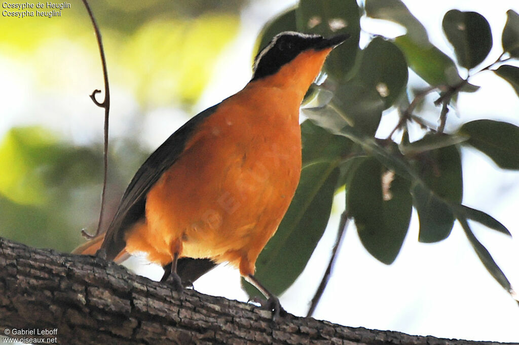 White-browed Robin-Chat