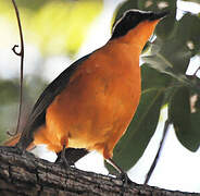 White-browed Robin-Chat