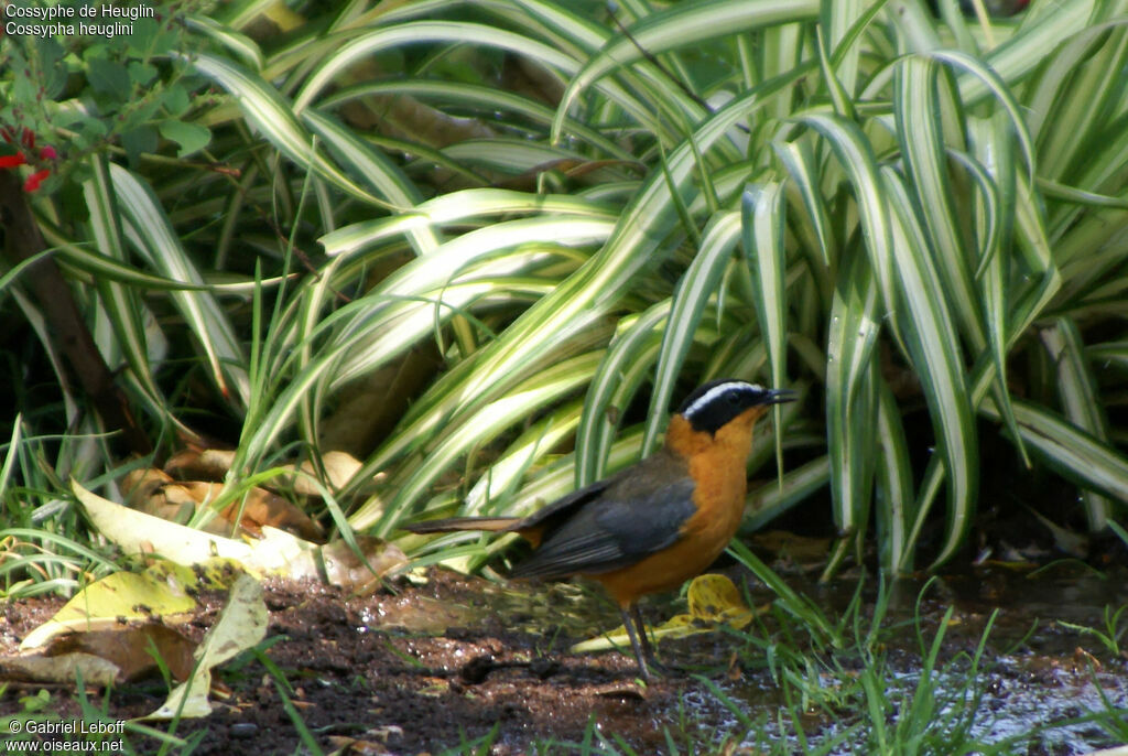 White-browed Robin-Chat