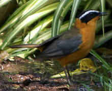 White-browed Robin-Chat