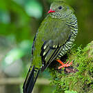 Cotinga barré