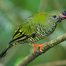 Cotinga barré