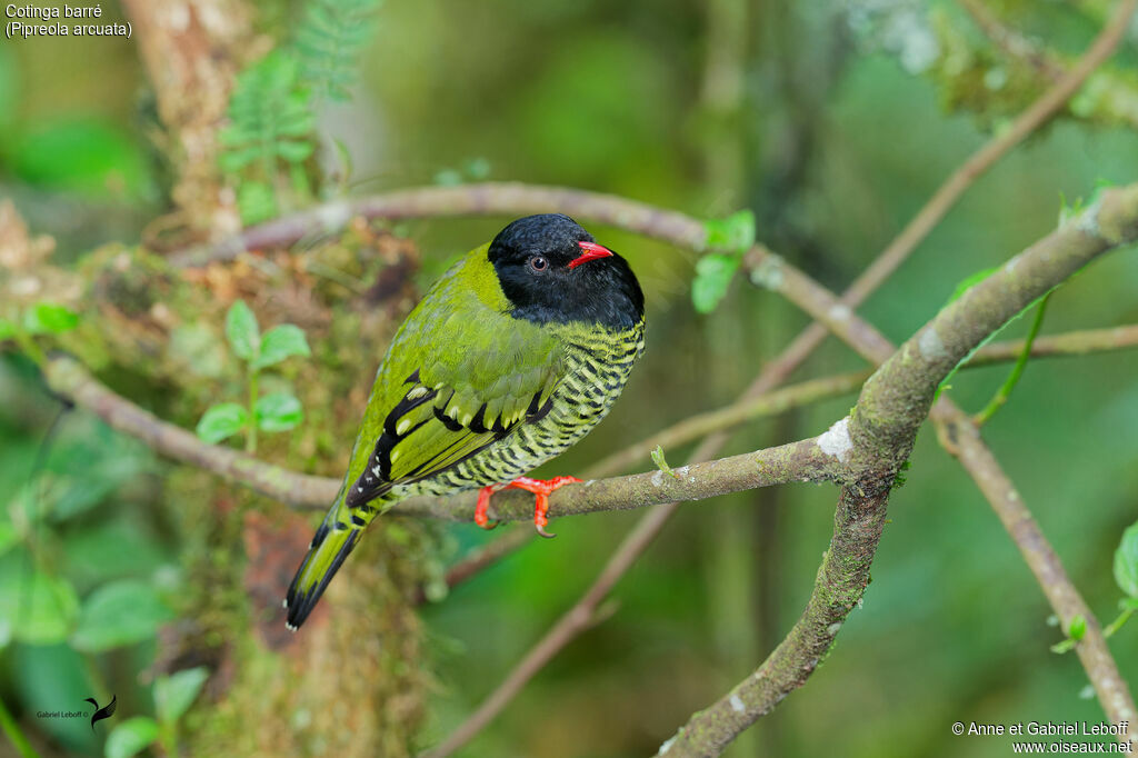 Cotinga barré mâle adulte
