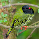 Cotinga barré