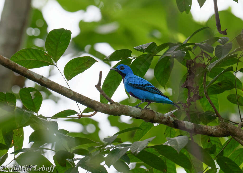 Blue Cotinga