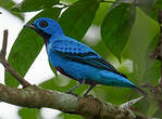 Cotinga bleu