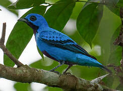 Cotinga bleu