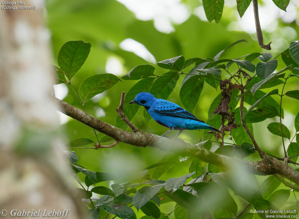 Cotinga bleu mâle