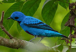 Cotinga bleu