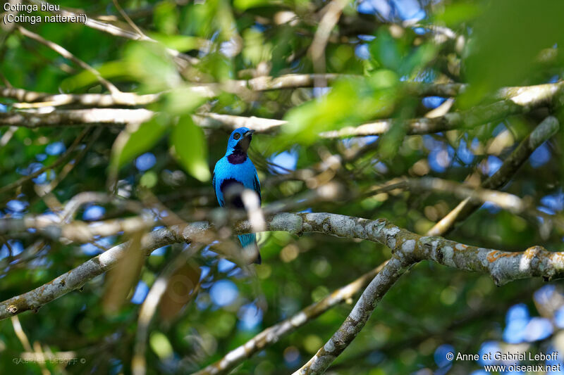 Blue Cotinga male