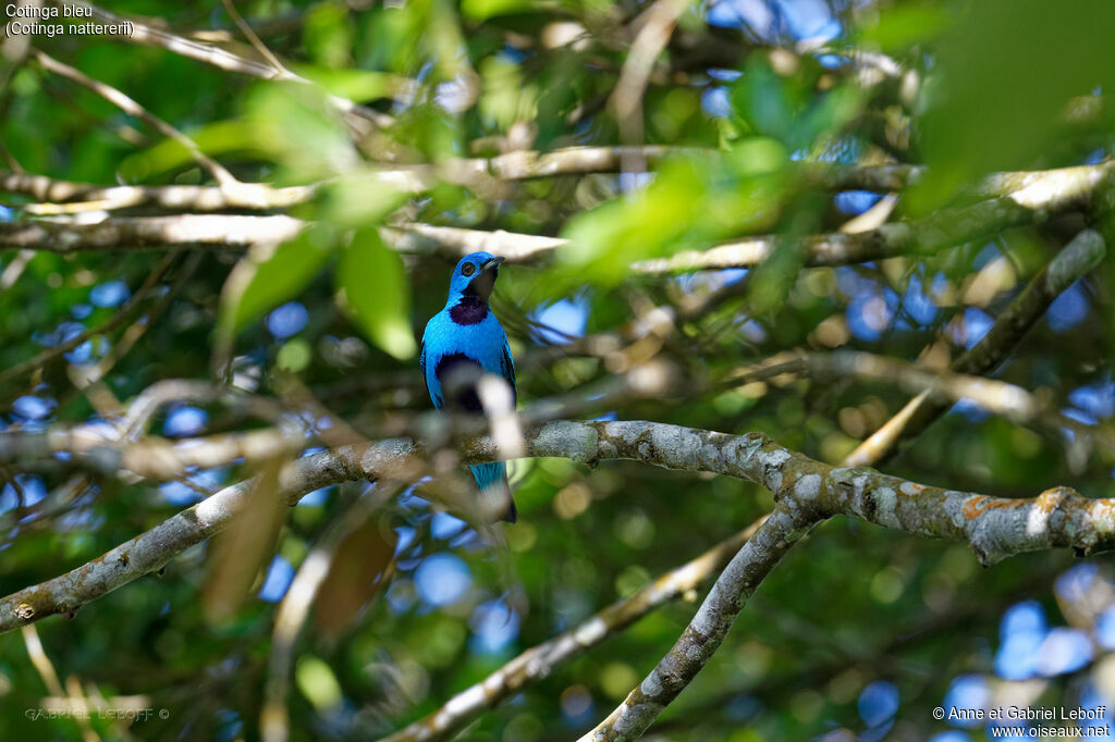 Cotinga bleu mâle