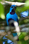 Cotinga bleu