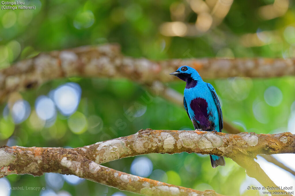 Cotinga bleu mâle