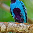 Cotinga bleu