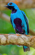 Blue Cotinga