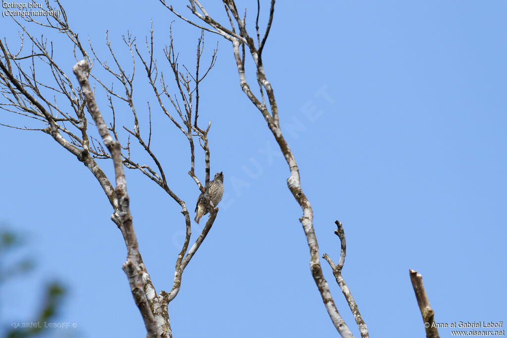 Blue Cotinga female