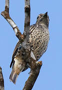 Blue Cotinga