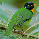 Cotinga jucunda