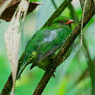 Cotinga jucunda