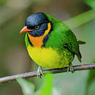 Cotinga jucunda