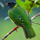 Cotinga vert et noir