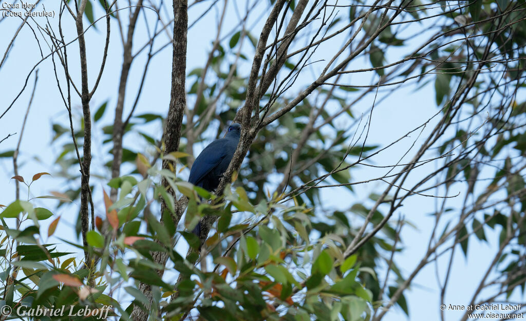 Blue Coua