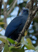 Blue Coua