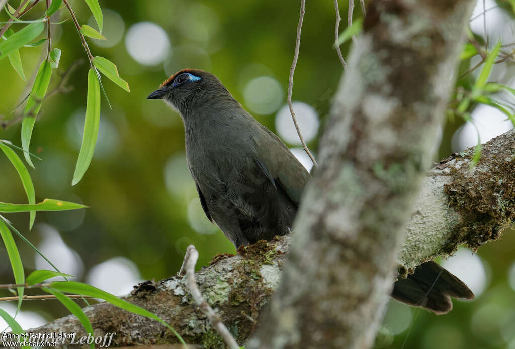 Red-fronted Coua, identification