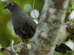 Red-fronted Coua