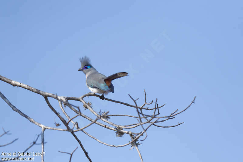 Crested Couaadult, Behaviour