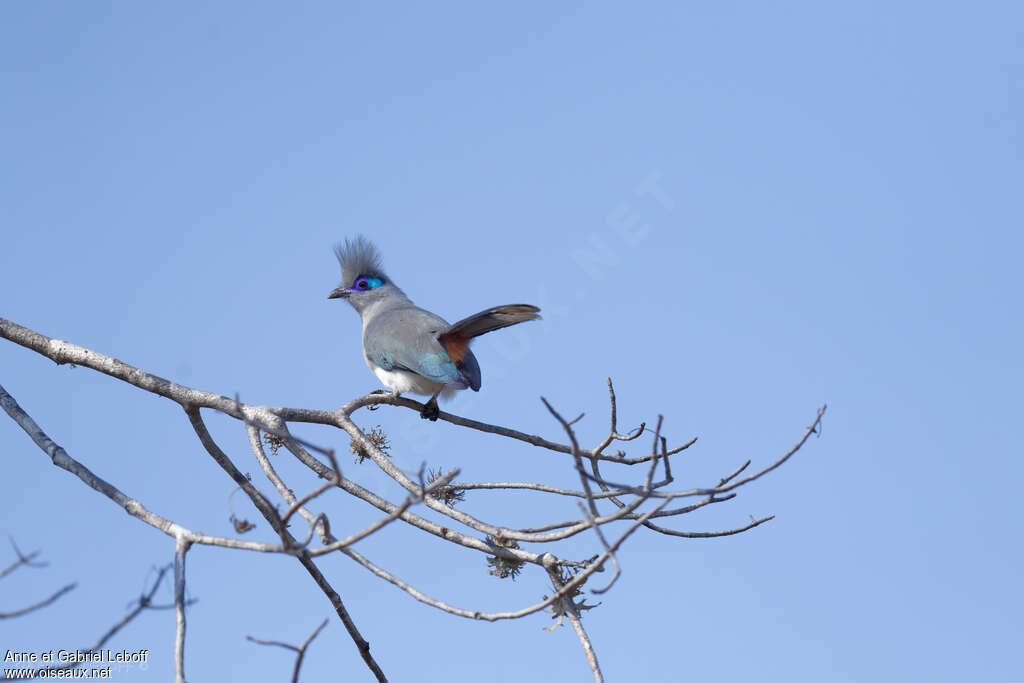 Crested Couaadult, Behaviour