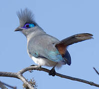 Crested Coua