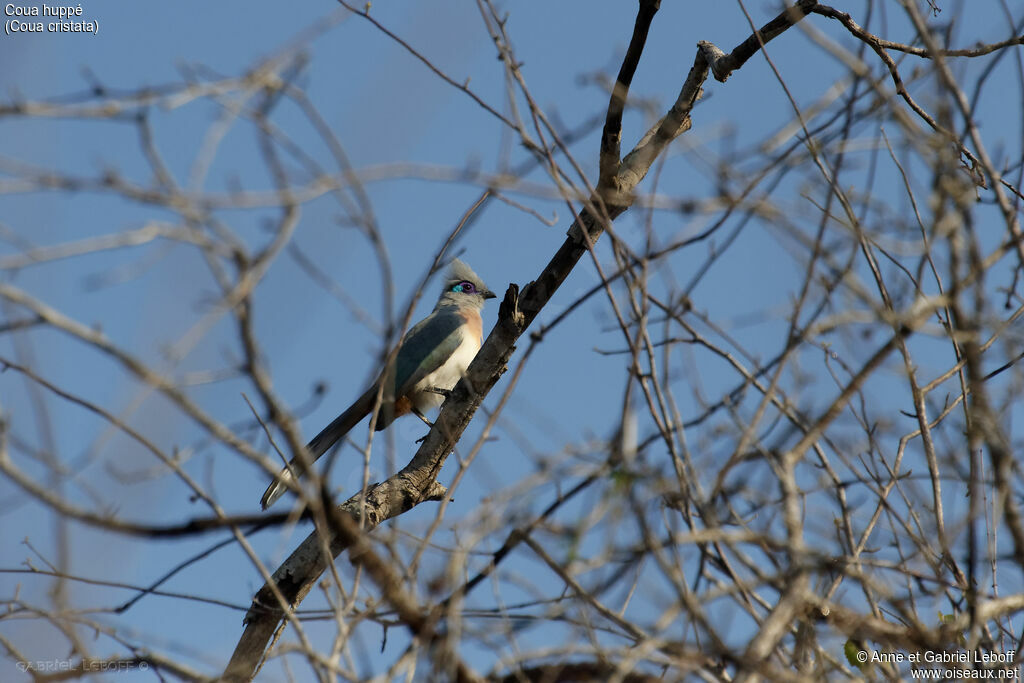 Crested Coua