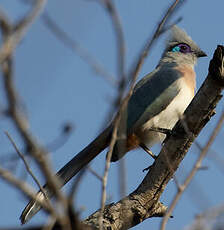 Coua huppé