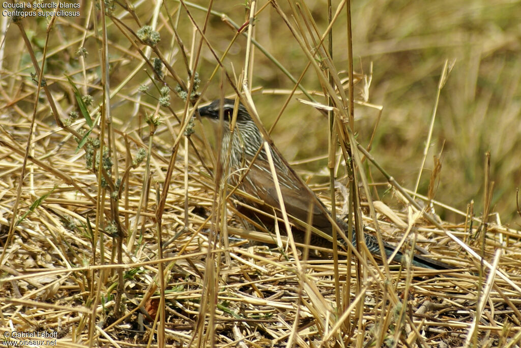 White-browed Coucal