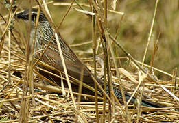 White-browed Coucal