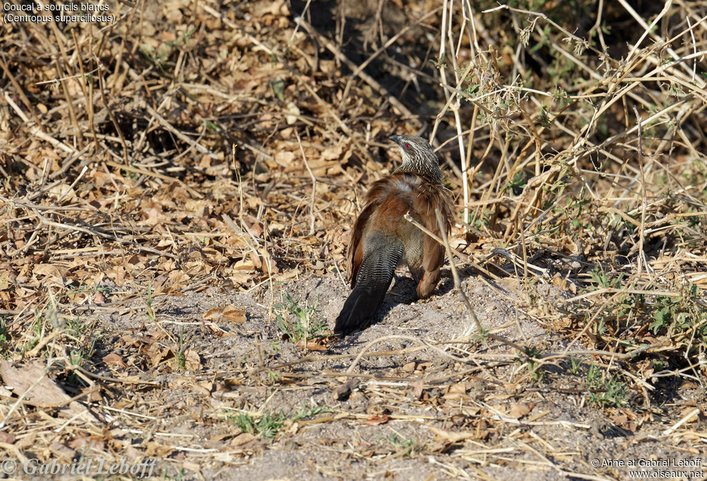 Coucal à sourcils blancs