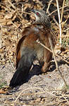 Coucal à sourcils blancs