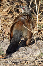 Coucal à sourcils blancs