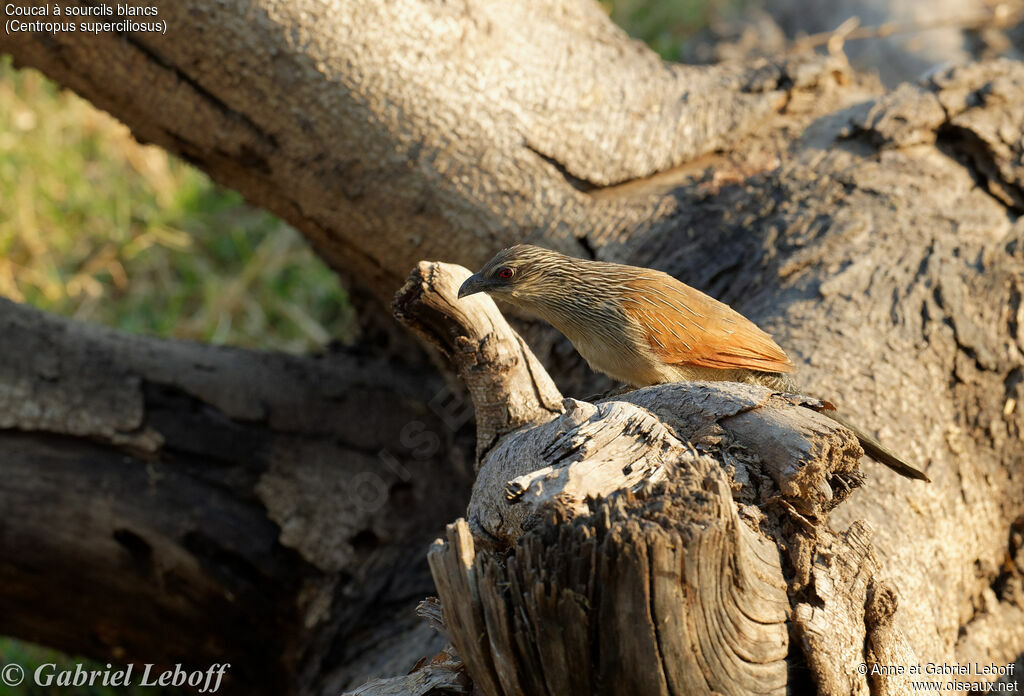 White-browed Coucal