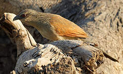 Coucal à sourcils blancs