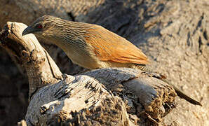 White-browed Coucal