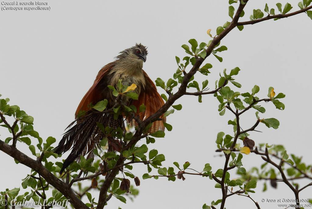 Coucal à sourcils blancs