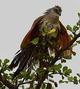 White-browed Coucal