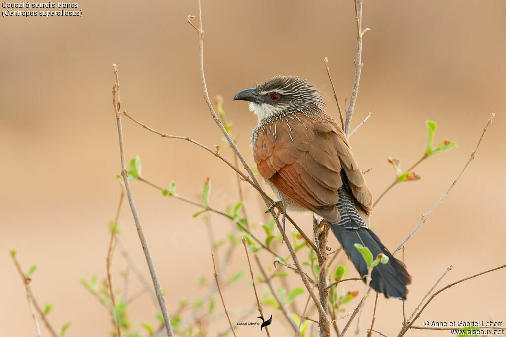 Coucal à sourcils blancs
