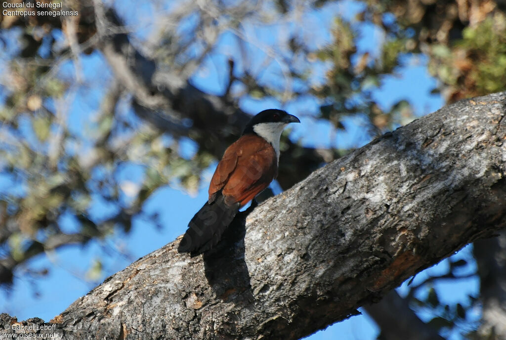 Senegal Coucal