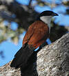 Coucal du Sénégal