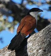 Senegal Coucal