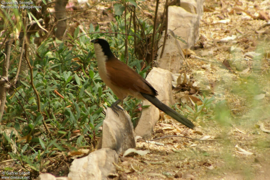 Senegal Coucal