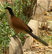 Coucal du Sénégal